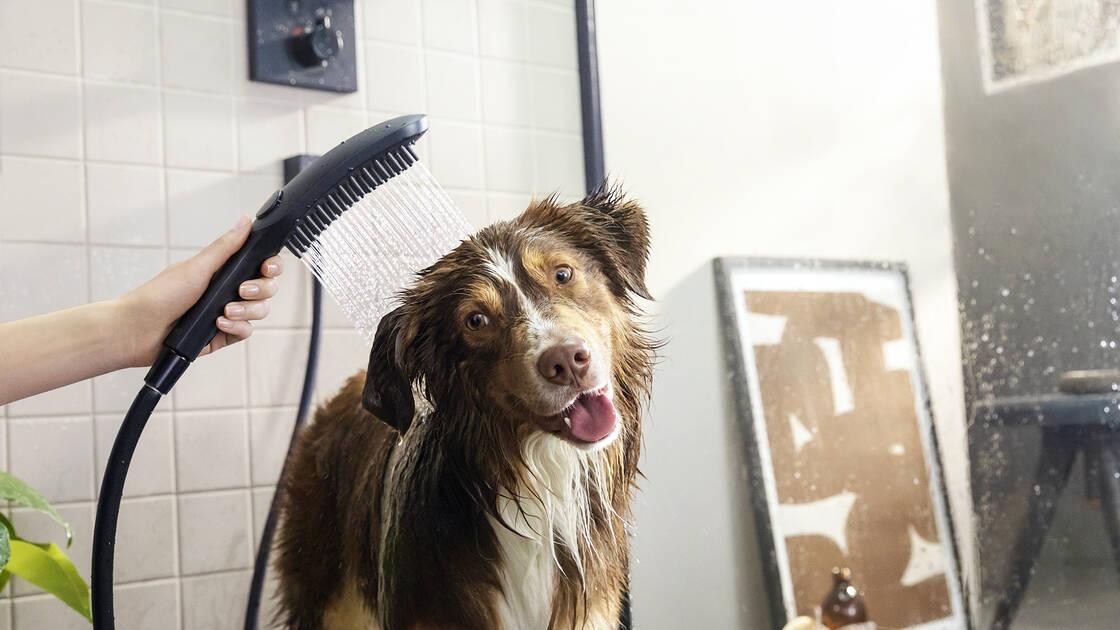 DogShower Takes the Stress Out of Washing the Dog | hansgrohe INT