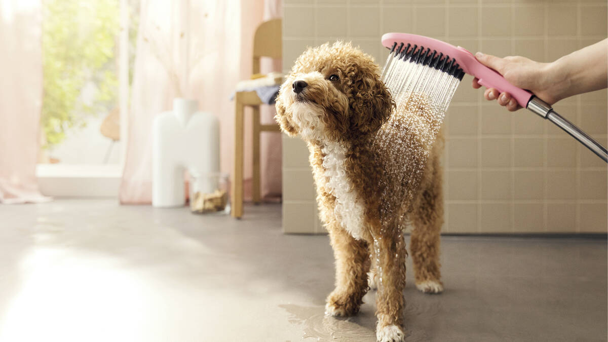 Hund wird mit Hundedusche abgebraust. 