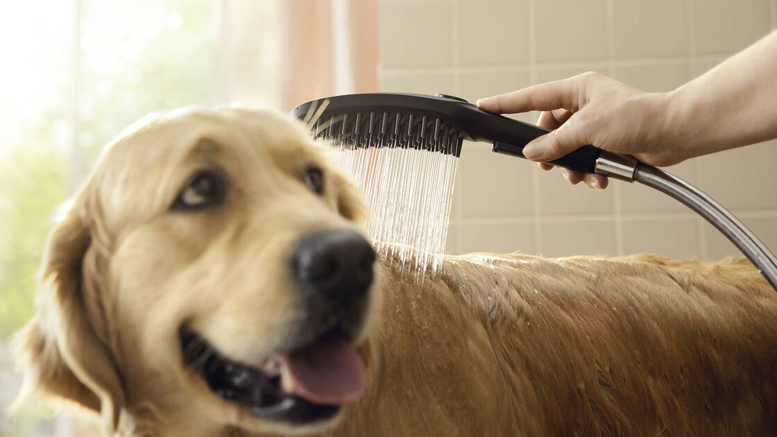 Manguera de ducha para mascotas, cabezal de ducha para mascotas, manguera  de fregadero de patas para mascotas, accesorio de grifo de baño para  lavabo