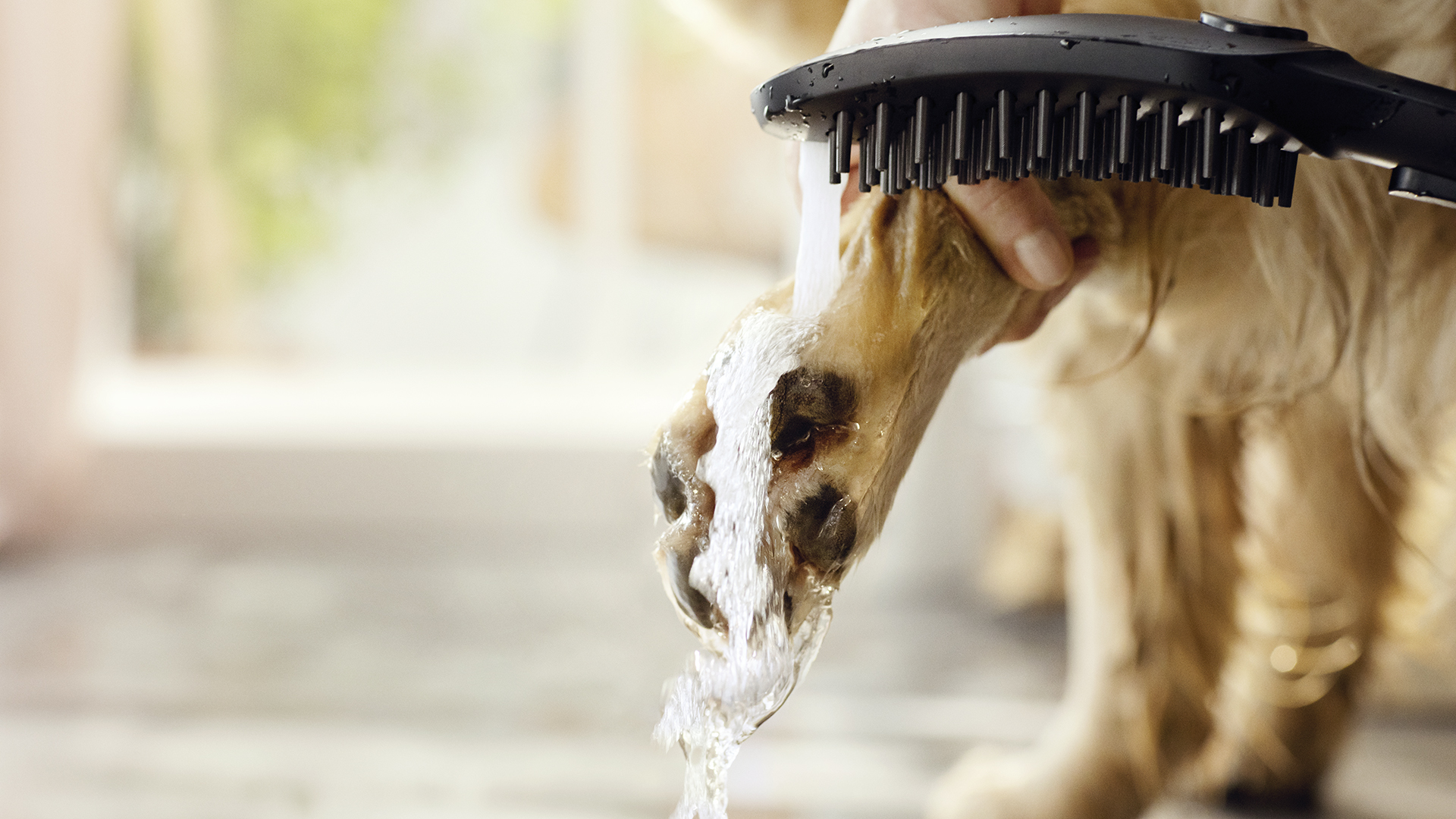 DogShower Takes the Stress Out of Washing the Dog