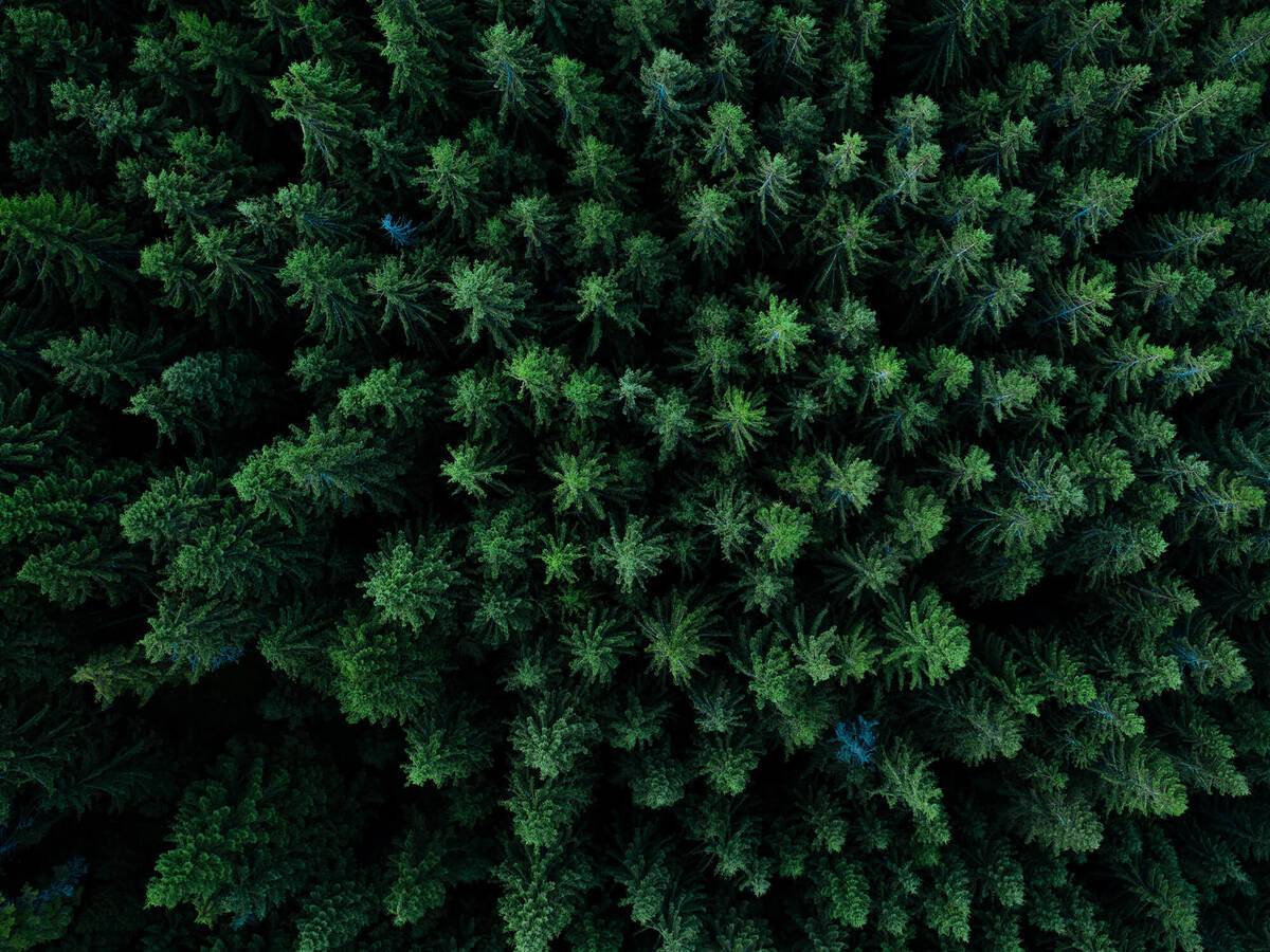 Forest from above