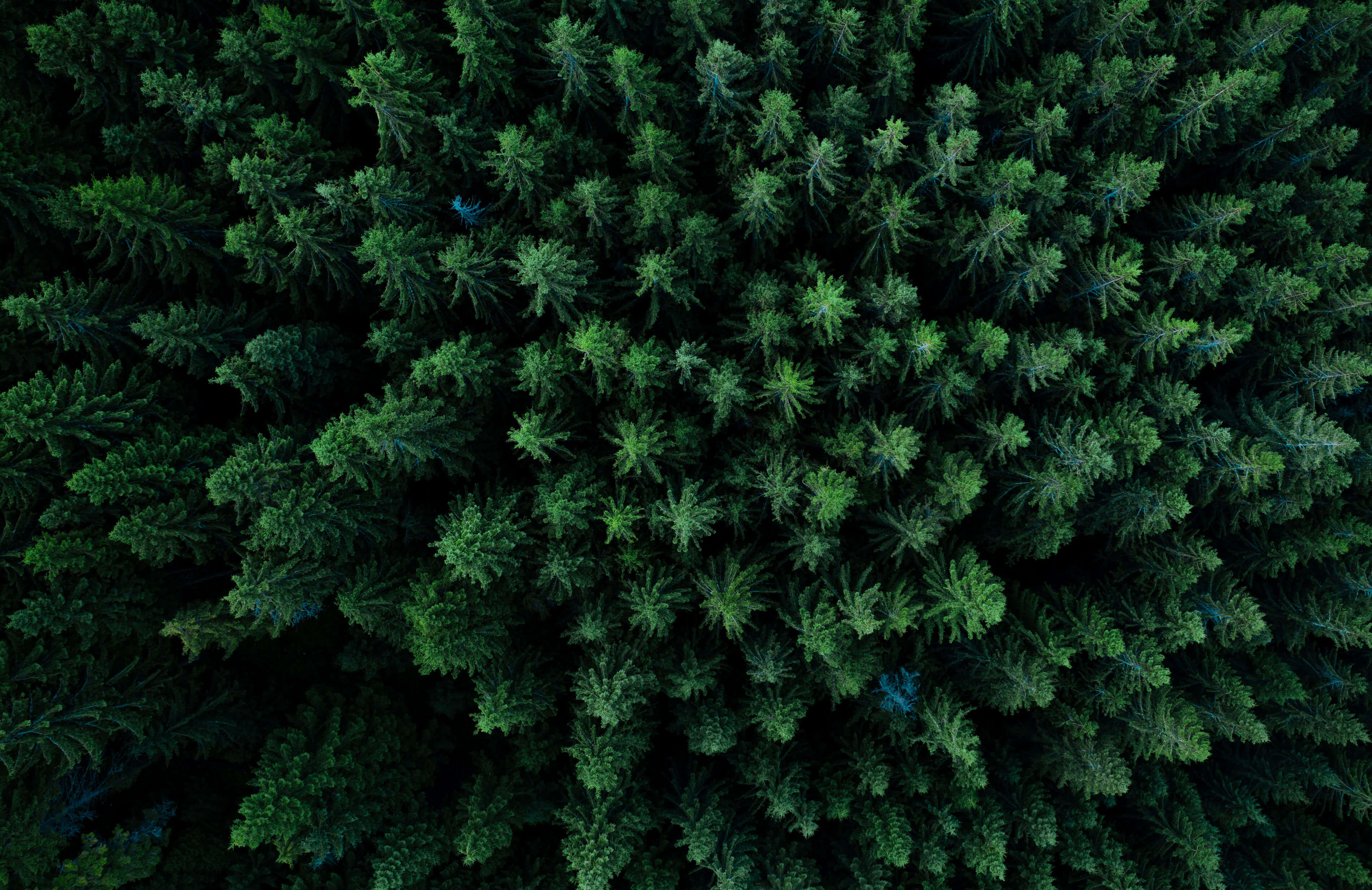 An image showing the Black Forest from above.