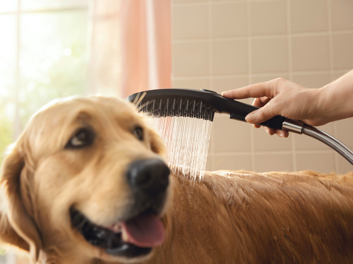 hansgrohe Dog showers: DogShower, Dogs hand shower 150 3jet Select 