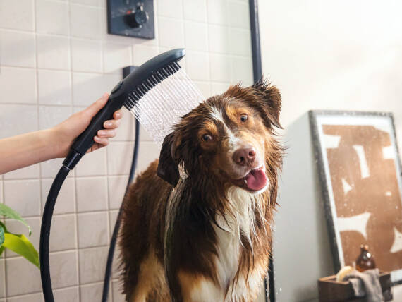 Hund genießt Dusche mit Hundebrause.