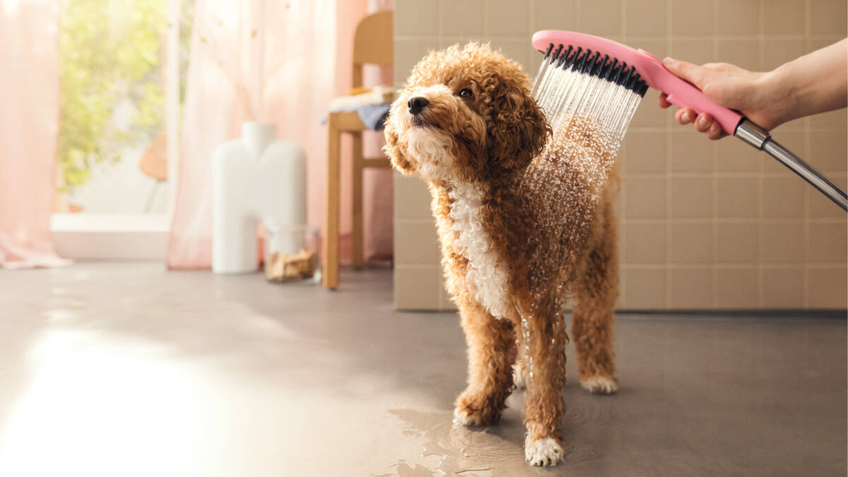 Bathtime doesn’t have to be ruff with DogShower