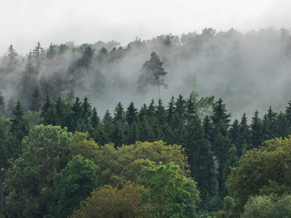 Blandet skov i efterårståge.