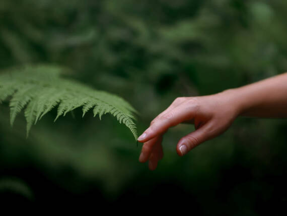 Hand berührt Farnblatt.