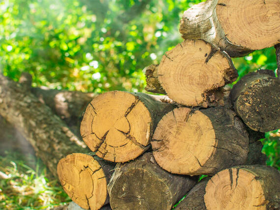 Im Wald gestapelte Baumstämme umgeben von Natur.