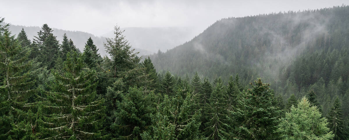Dense, green needle forests in the Black Forest. 