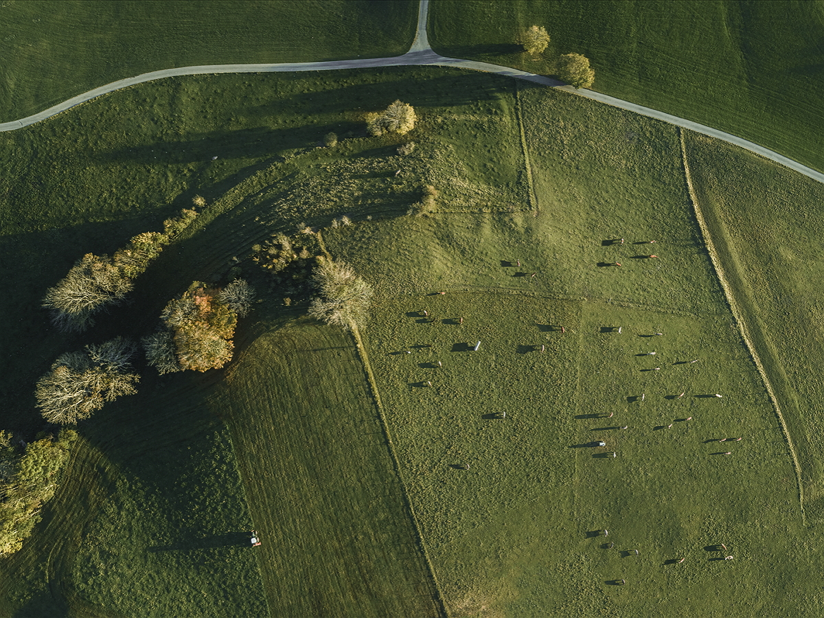 オーストリアの牛のための牧草地の航空写真