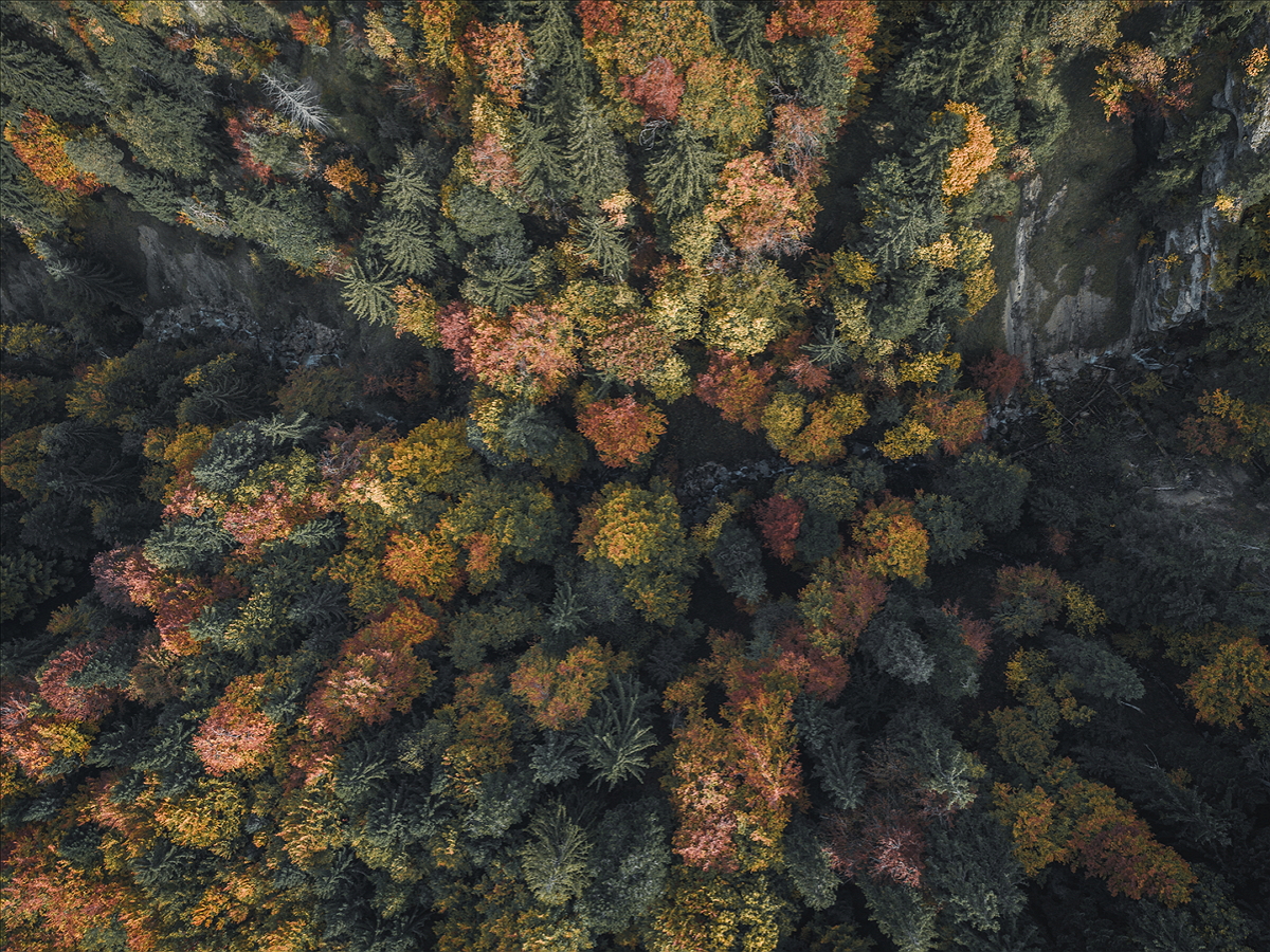 カナダの森林の航空写真