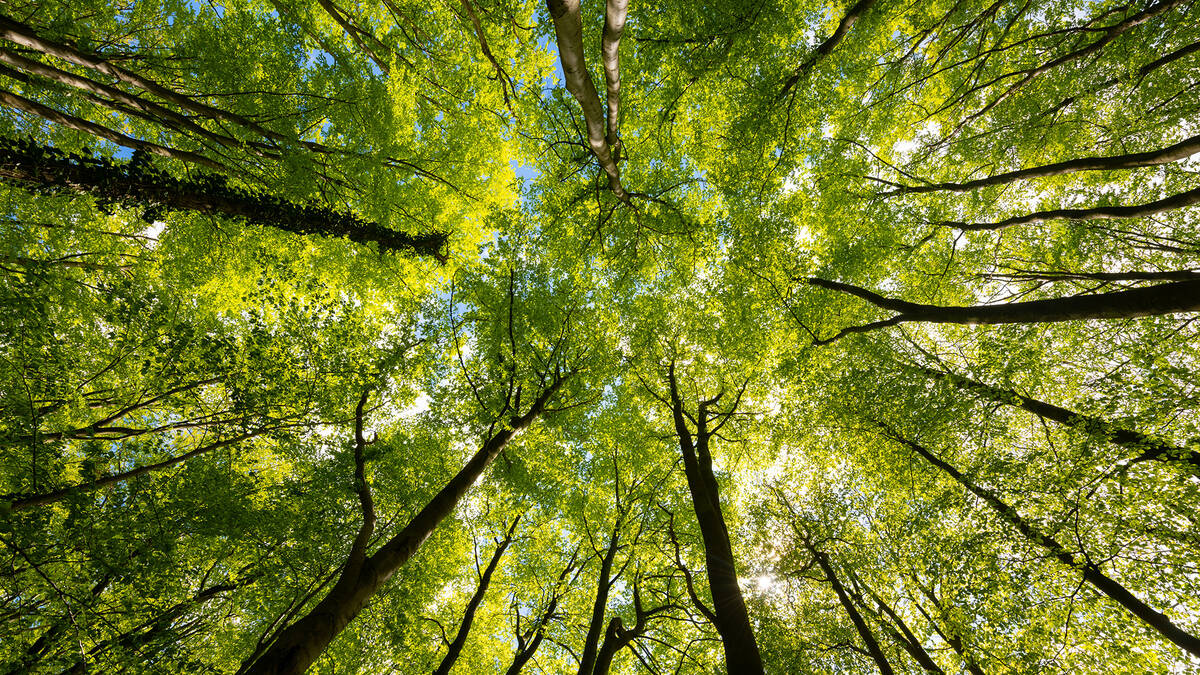 kijk om hoog naar boomtoppen met groene blaadjes
