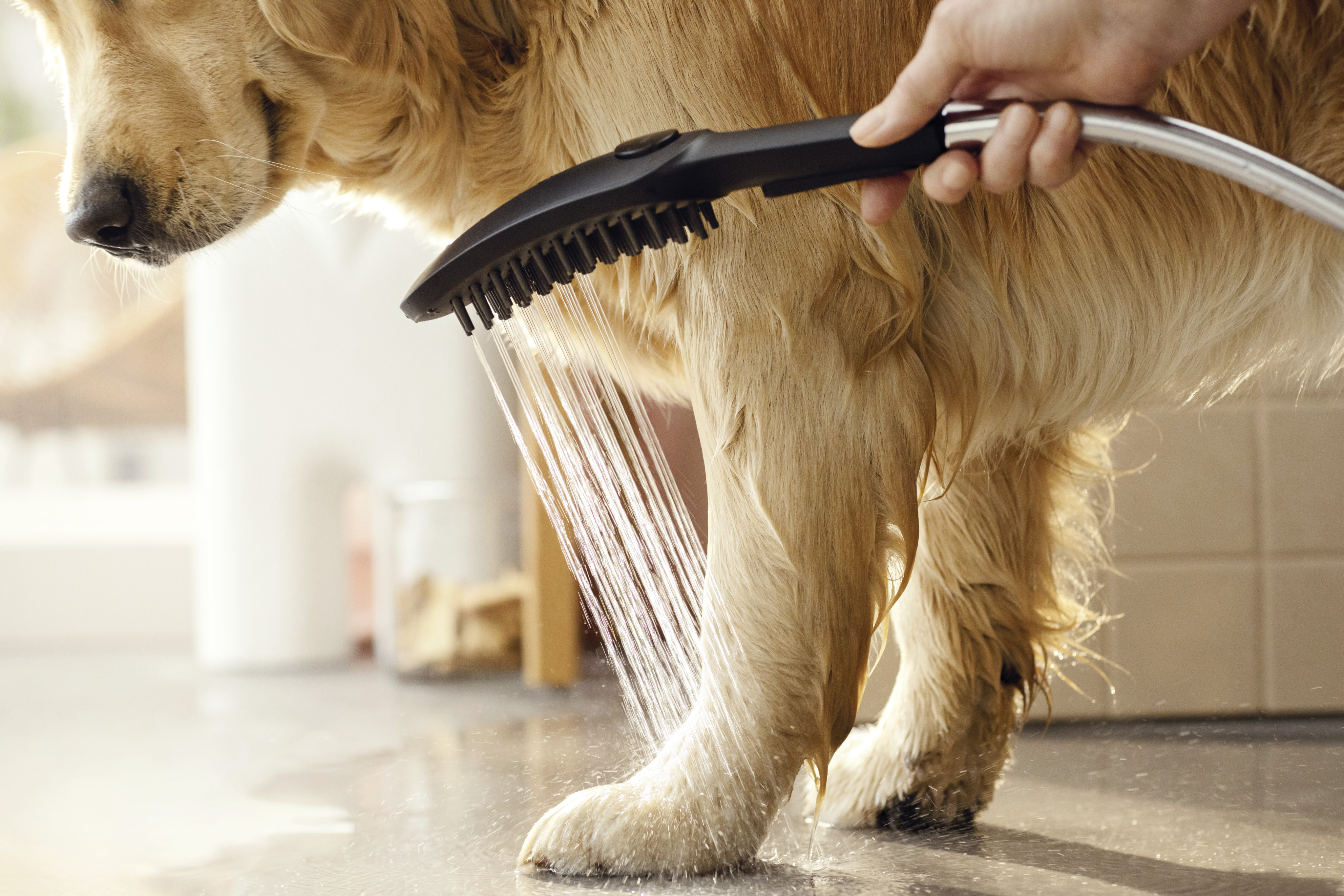 hansgrohe Dog showers: DogShower, 150, 3-Jet Select with Quick