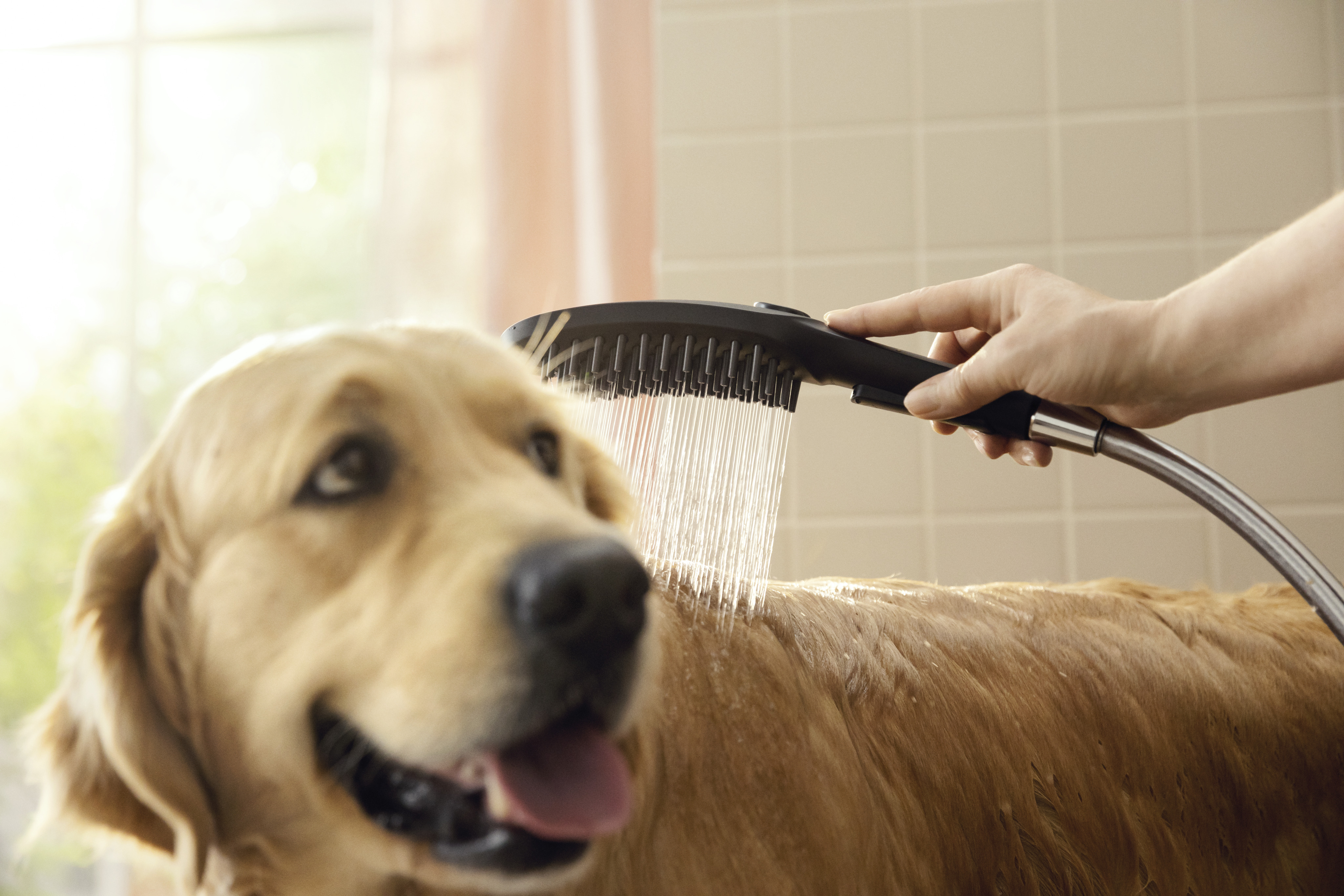 hansgrohe Dog showers: DogShower, 150, 3-Jet Select with Quick