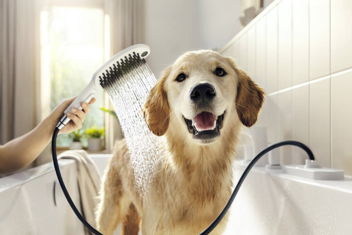 hansgrohe Dog showers: DogShower, Душ для собак 150 3jet, с массажной ...